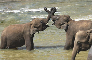 English: Pinnawala Elephant Orphanage, Sri Lan...
