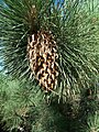 El pino endémico de California, Pinus coulteri follaje y conos.