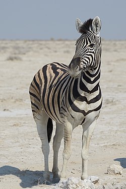 Plains zebra (equus quagga) near Okaukuejo, Etosha, Namibia