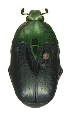 'Poecilopharis uniformis ssp. female