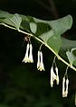 Vielblütige Weißwurz (Polygonatum multiflorum)