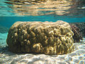 Porites lutea