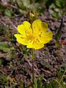 Grossblütiges Fingerkraut