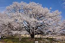 下野淡墨桜、栃木県下野市の天平の丘公園にて