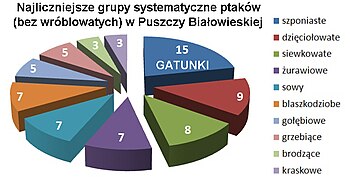 Puszcza Białowieska-ptaki.jpg