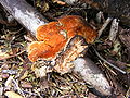 Pycnporus cinnabarinus Vermiljoenhoutzwam DSCF0245. 
 JPG