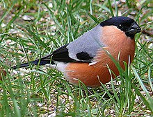 Eurasian bullfinch, Pyrrhula pyrrhula