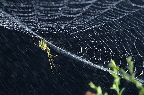 A spider on its web during heavy rain in the forest at Fraser's Hill. Photograph: Nazri Sulaiman