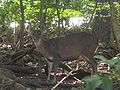 Red Brocket Deer in Barbados 02