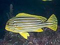 Full body of Sweetlips at Morotai Indonesia, 2019