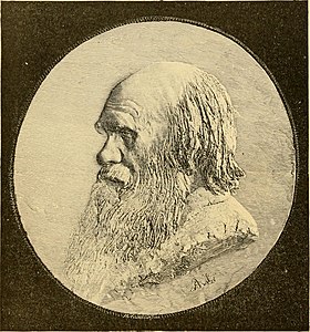 Charles Darwin (1881), gravure de M. Klinkicht d'après le médaillon de Legros.