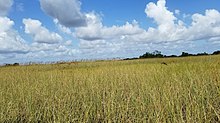 Sawgrass prairie in Everglades Sawgrass prairie.jpg