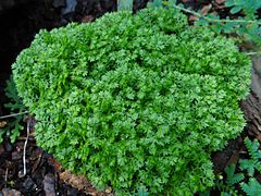 Sélaginelle des prés (Selaginella apoda)