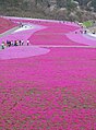 栃木県市貝町の芝ざくら公園