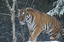 Siberian Tiger enjoying snow 42.jpg