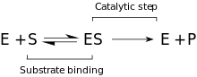 Minimal kinetic model for hydrolysis of organophosphates (S) by enzyme PTE (E)