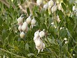 Tribus Sophoreae: Sophora secundiflora