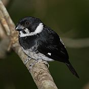 Variable seedeater, very common throughout the lowlands.