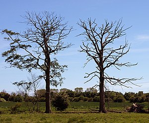 Struck in Series Whether these trees were ligh...