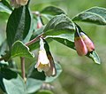 Symphoricarpos oreophilus