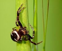 Synaema globosum ♂ de face.