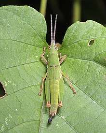 Tagasta marginella