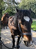 Vignette pour Cheval sans papiers