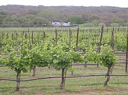 Виноградник Texas Hills.jpg