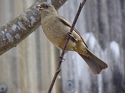 Самиця жовто-синьої саяки