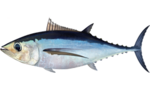 Miniatura para Thunnus alalunga