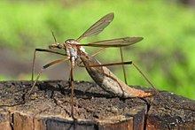 Tipula paludosa7.jpg