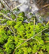 Torfmoos (Sphagnum spec.)