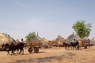 Запрежна кола (таљиге) на два точка, источни Нигер