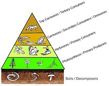 A four level trophic pyramid sitting on a layer of soil and its community of decomposers. Trophiclevels.jpg