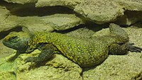 Uromastyx nigriventris