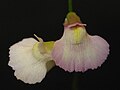 Utricularia rostrata 15 fischermans.jpg