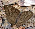 Common Earl (Tanaecia julii) in Jairampur, Arunachal Pradesh, India.