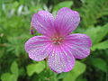 Morning Dew on a pink flower