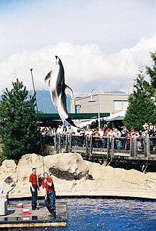 Photo of dolphin soaring Skabelon:Ft to m above the water surface