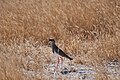 Een diadeemkievit in Etosha National Park, Namibia (juli 2011)