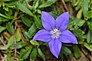 Wahlenbergia gloriosa