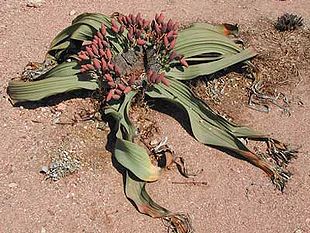 Welwitschia mirabilis (hunlig plante)