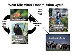 West Nile Transmission Cycle