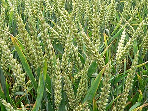 English: Wheat (Triticum aestivum) near Auvers...