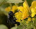 Femella de X. violacea prenent nèctar d'una flor de Phlomis viscosa