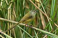 Yellow-bellied prinia