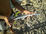 Ablennes hians - плоская рыба-игла - пойманная в заливе Свиней - Cuba.jpg