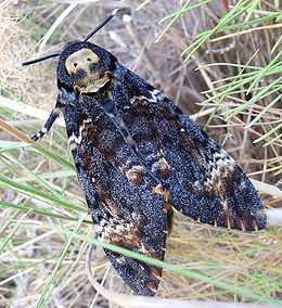 Nálunk is gyakori faj a halálfejes lepke (Acherontia atropos)