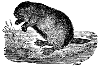 Fig. 10. Bever.