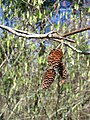 Pistillate catkins of alder